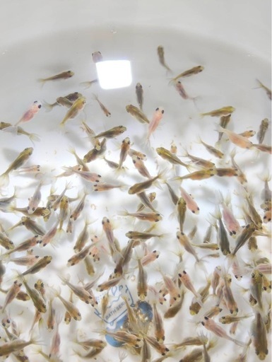 【成約済】写真更新 ローズテール選別漏れ個体