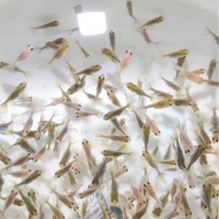 写真更新
ローズテール選別漏れ個体の画像