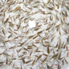 写真更新
ローズテール選別漏れ個体の画像