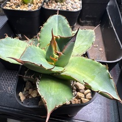 アガベ A1 　黒豹　Agave titanota 'Black Panther の画像