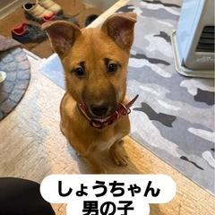 里親募集 男の子 2ヶ月