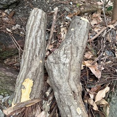 しいたけ原木の画像