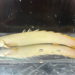 プラチナセネガルスの画像