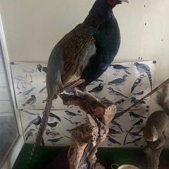 古い剥製 4点の画像