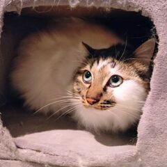 寄り添って生きてきた甘えん坊兄妹☆長毛のハクくん