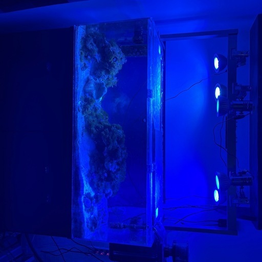 １２０センチ海水魚セット