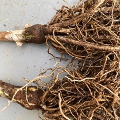 ハマユウの画像