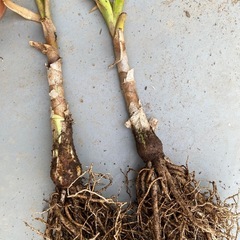 ハマユウの画像