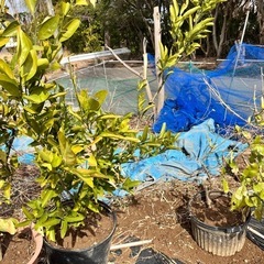 温州みかん株の画像