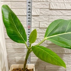 ★最終お値下げ★　②観葉植物 フィカス アルテシマ  スクエア　プラ深鉢3.5号　受け皿付き　の画像