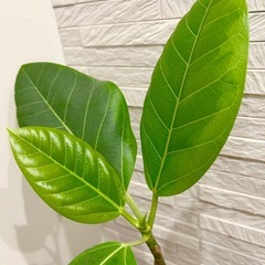 ★取引完了★　①観葉植物 フィカス アルテシマ  スクエア　プラ深鉢3.5号　受け皿付き　の画像