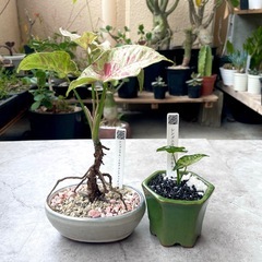 本日16時00分〜20時テントで販売してます⛺️ の画像