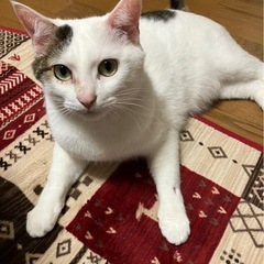 可愛い保護猫【ミルク】