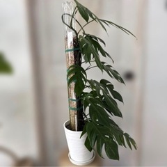 マングーカズラ90cm鉢付きの画像