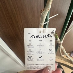 限定価格　観葉植物　ベンガレシスゴム　芽二箇所ありの画像