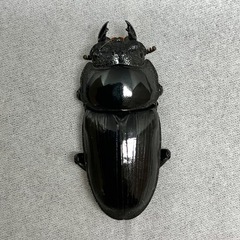 （成虫ペア）佐賀産オオクワガタ（今春ブリード可）の画像