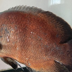 アストロノータス ペアの画像