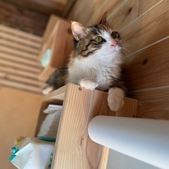 3/1(日)とても可愛い三毛猫長毛ちゃんトライアル決まりました - 里親募集