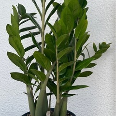 金のなる木？の画像