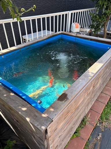 錦鯉　水槽セット