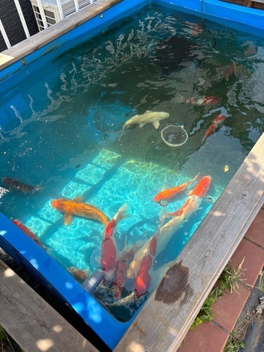 錦鯉　水槽セット