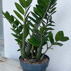 （3）金のなる木？の画像