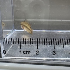 Ap.D28（WF1）のメス________20260228の画像