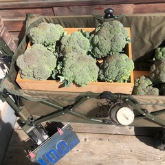 ブロッコリー　100円の画像