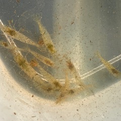 ミナミヌマエビ100匹②の画像