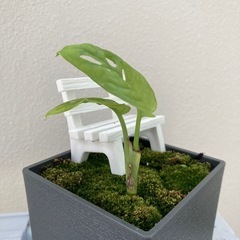 観葉植物　マドカズラの画像