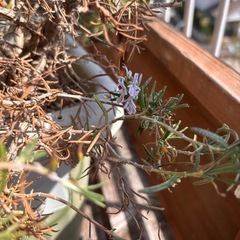 ローズマリー（はい性）の画像