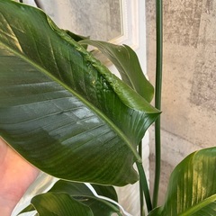 観葉植物　オーガスタの画像
