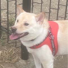 中型犬用ハーネスの画像