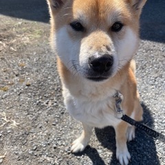 柴犬（オス）4歳