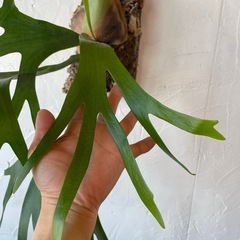 ビカクシダの画像