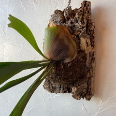 ビカクシダの画像