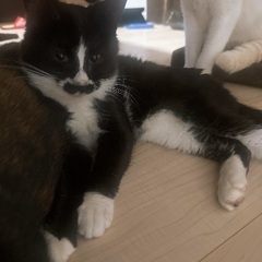 可愛い靴下にゃんこᗢᘏᓗ