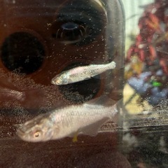 橙(とう)メダカ_2ペアの画像