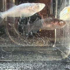 橙(とう)メダカ_2ペアの画像