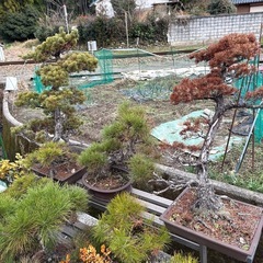 レア商品！！盆栽の画像