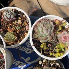 多肉植物　5鉢セットの画像