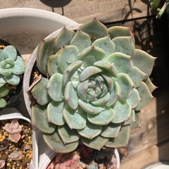 多肉植物　4鉢セットの画像