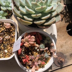 多肉植物　4鉢セットの画像