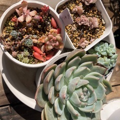 多肉植物　4鉢セットの画像