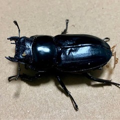 売　アンタエウスオオクワガタ　♂♀ の画像