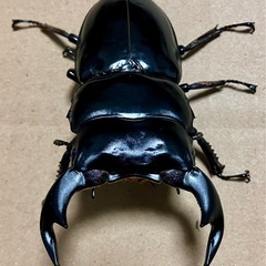 売　アンタエウスオオクワガタ　♂♀ の画像