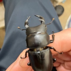 小さなオオクワガタの画像