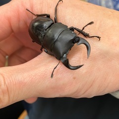 小さなオオクワガタの画像