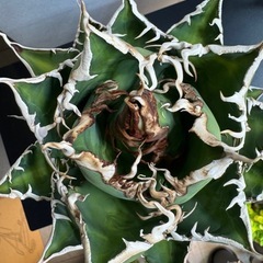 アガベ　チタノタ　海王の画像