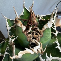 アガベ　チタノタ　海王の画像